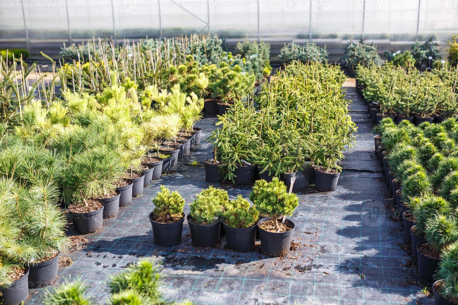 rows of young conifers in greenhouse with a lot of plants on plantation photo