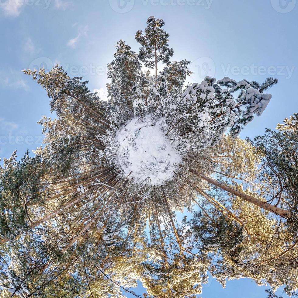 Winter tiny planet in snow covered forest in blue sky. transformation of spherical panorama 360 degrees. Spherical abstract aerial view in forest. Curvature of space. photo