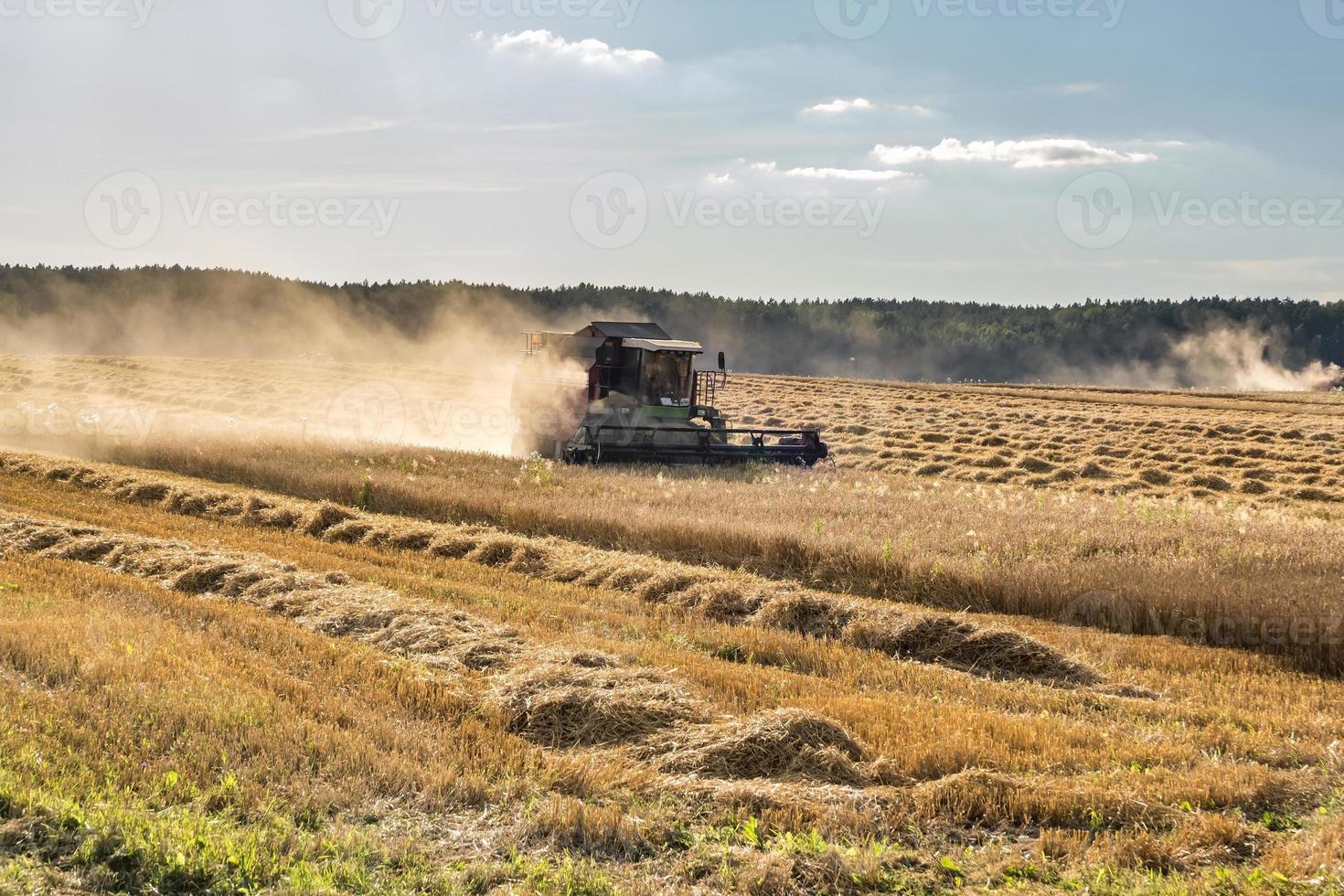 la cosechadora pesada moderna elimina el pan de trigo maduro en el campo. trabajo agrícola estacional foto