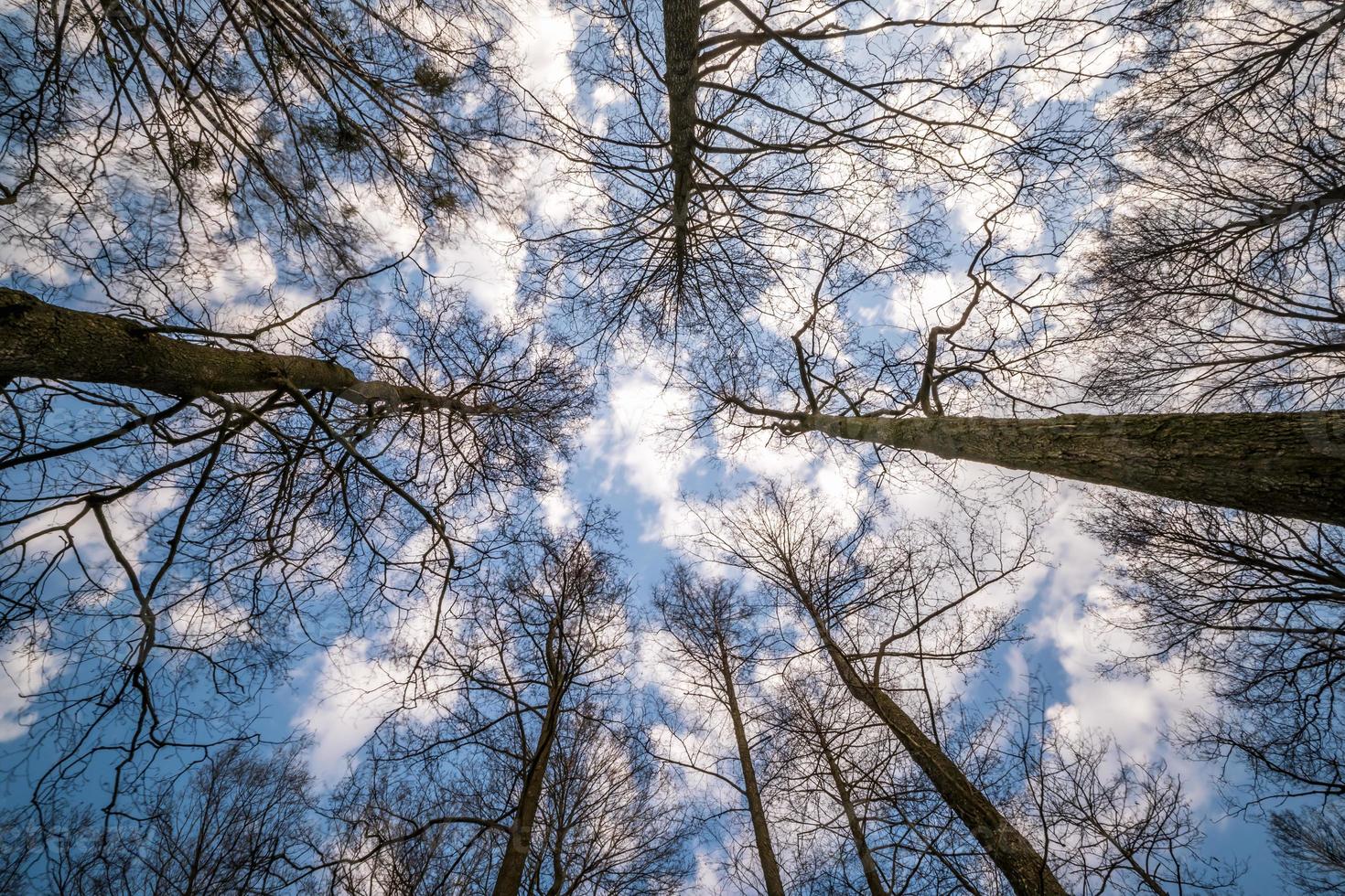 copas de los árboles contra el cielo azul. ramas de árboles desnudos foto