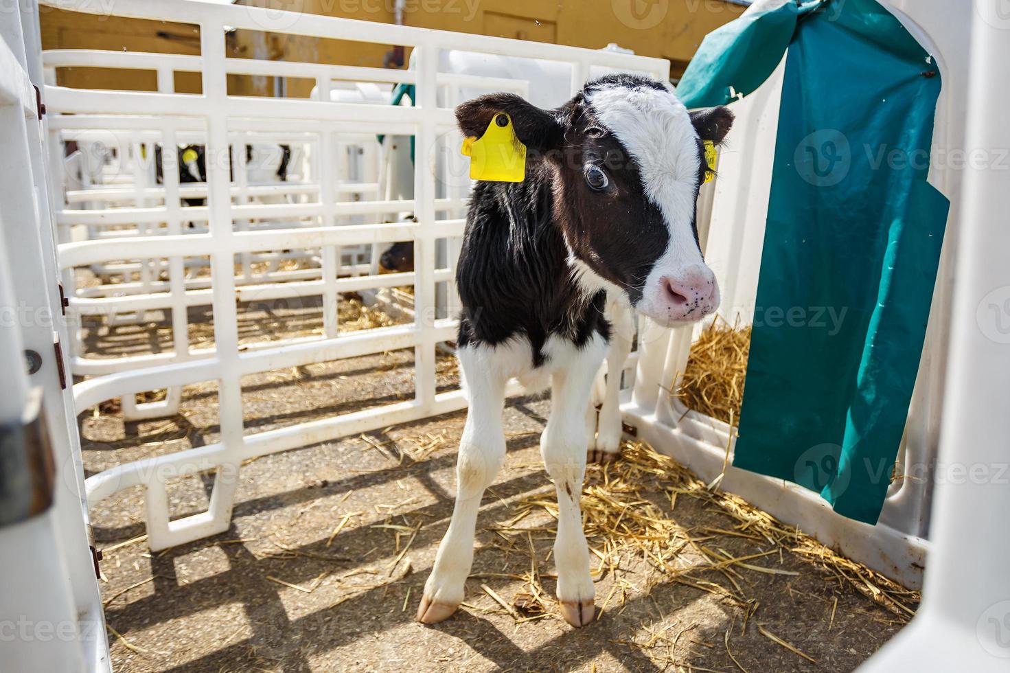 Livestock cow farm. Herd of black white calfs are looking at the camera with interest. Breeding cows in free animal husbandry. Cowshed photo
