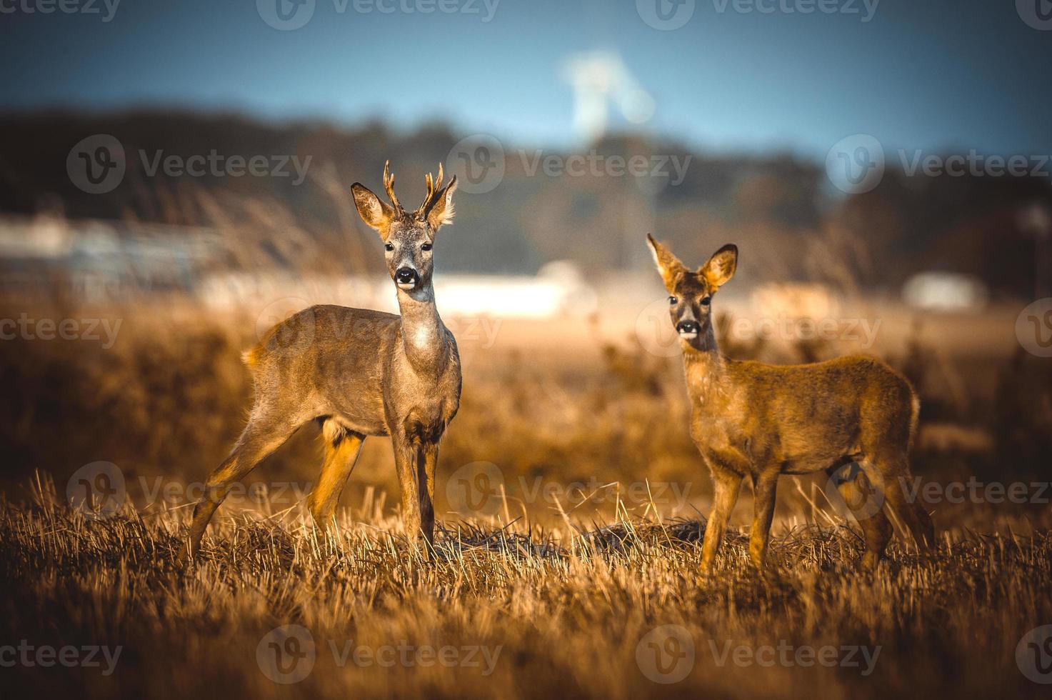 wild roe deer photo