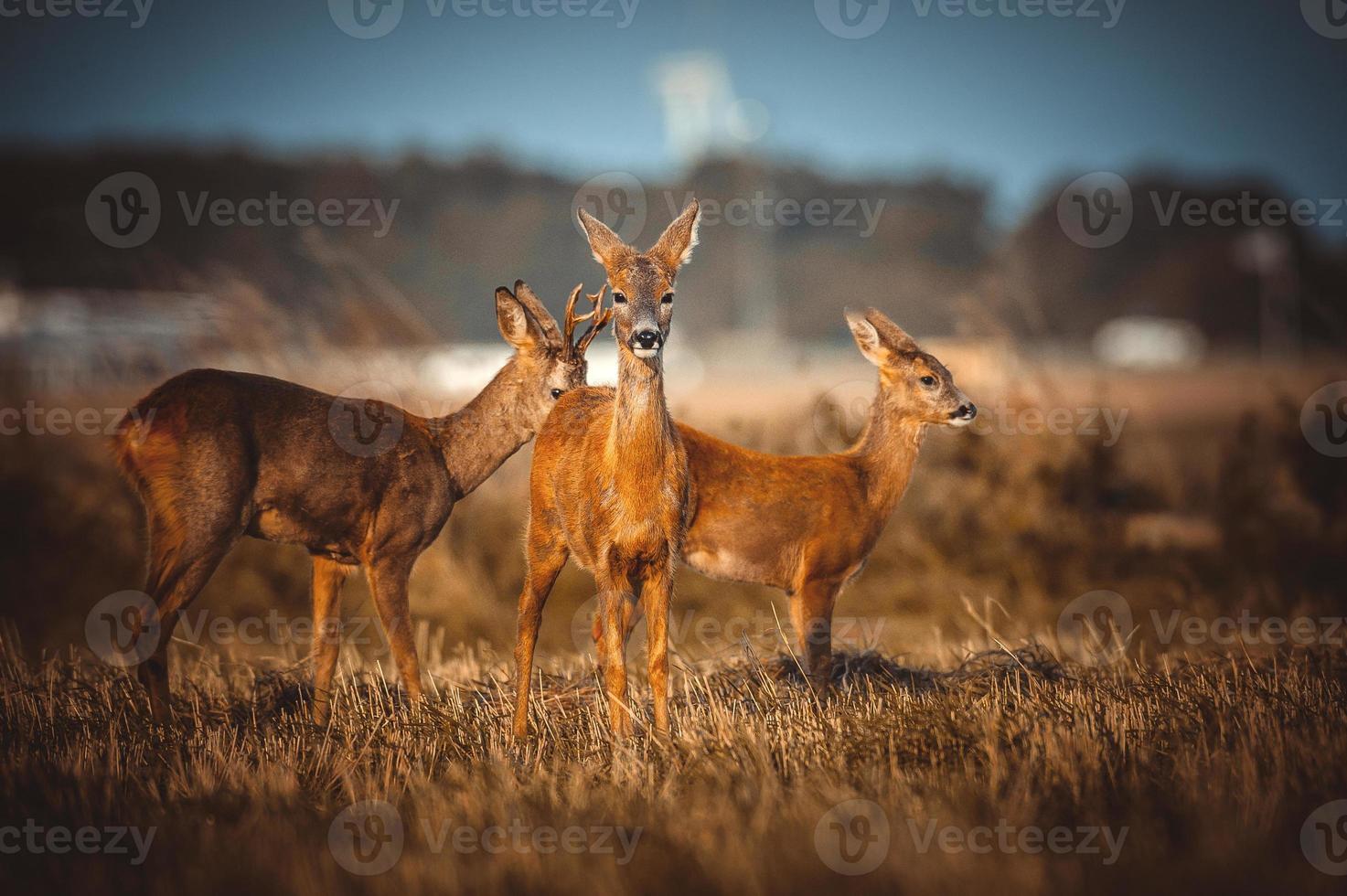 wild roe deer photo