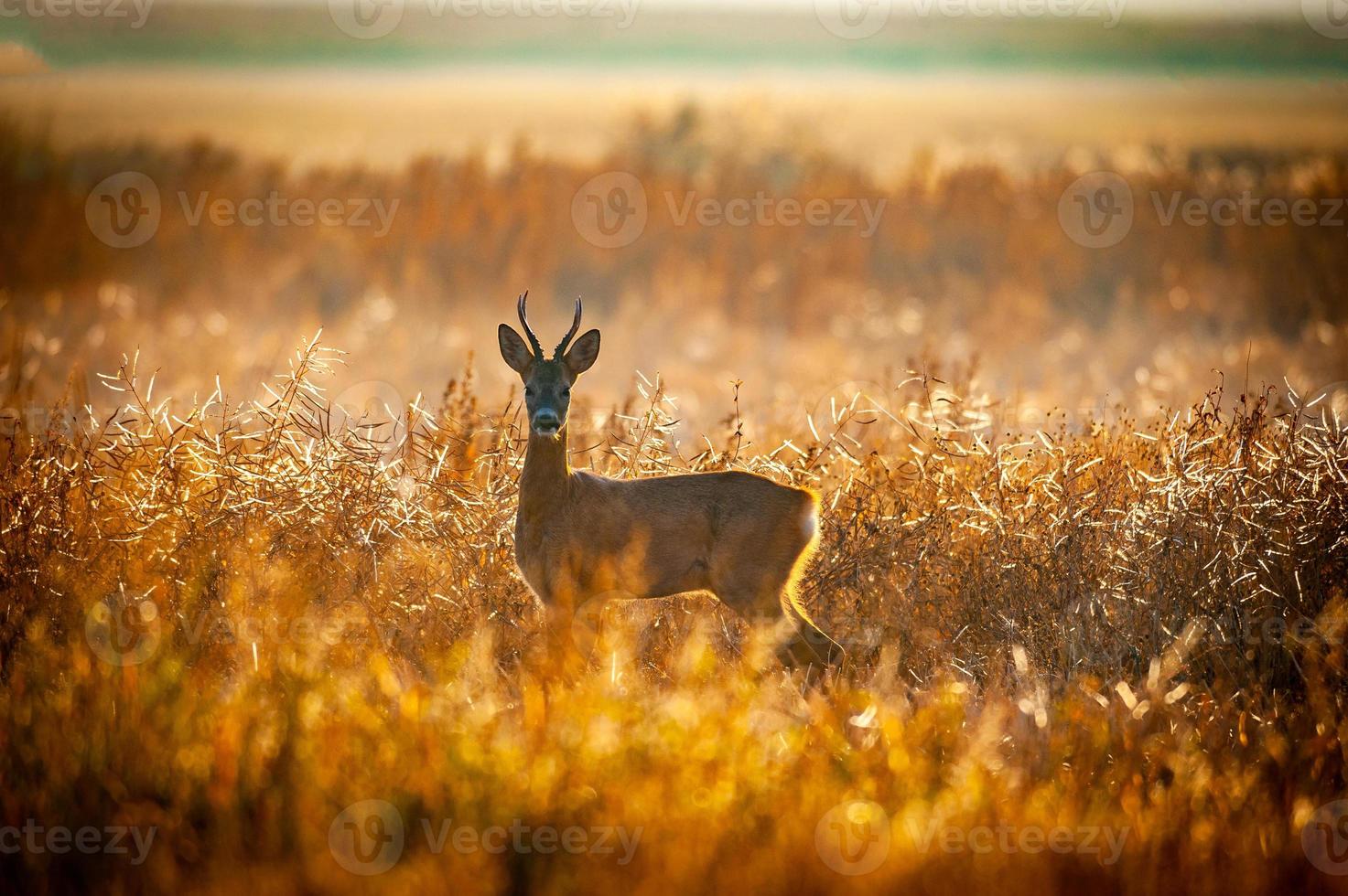 wild roe deer photo