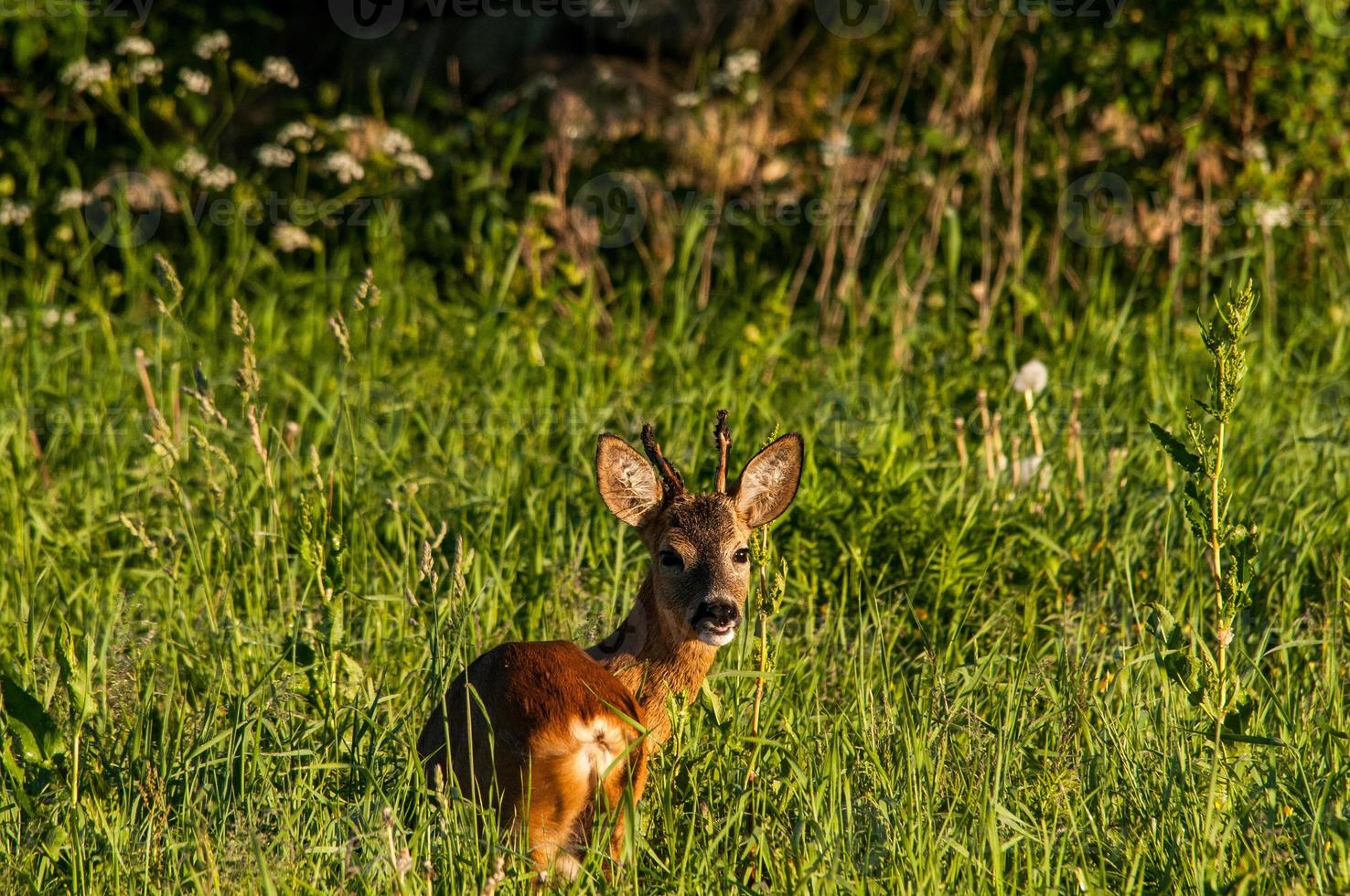 wild roe deer photo
