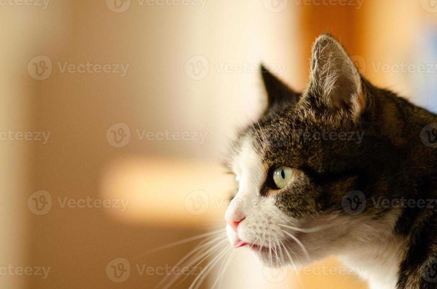Cute Cat waiting on something photo