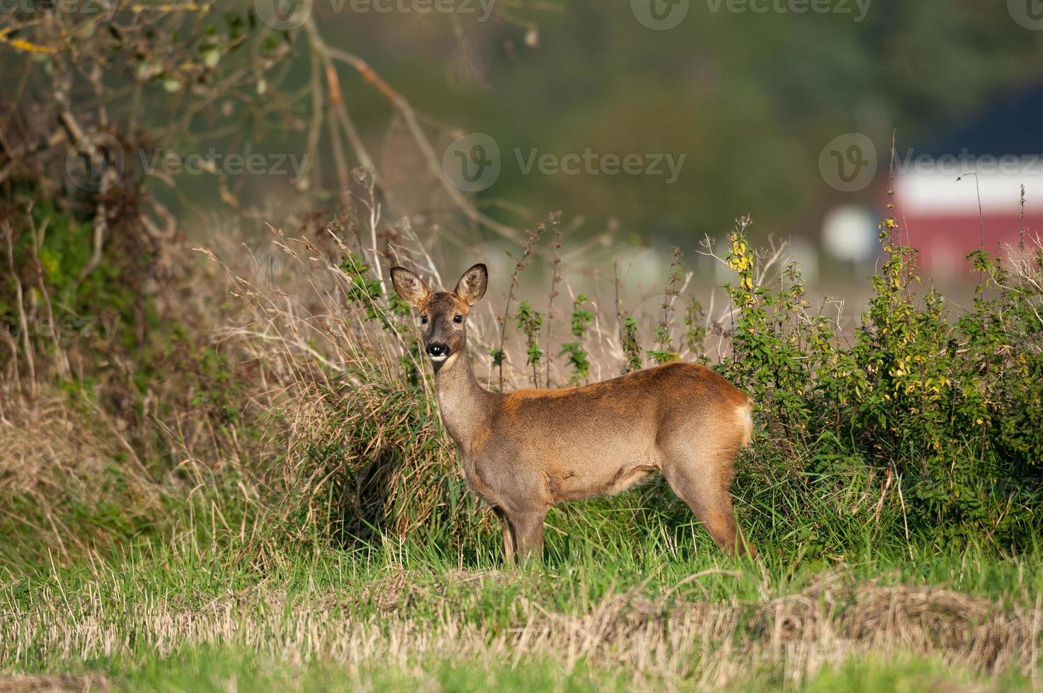 wild roe deer photo