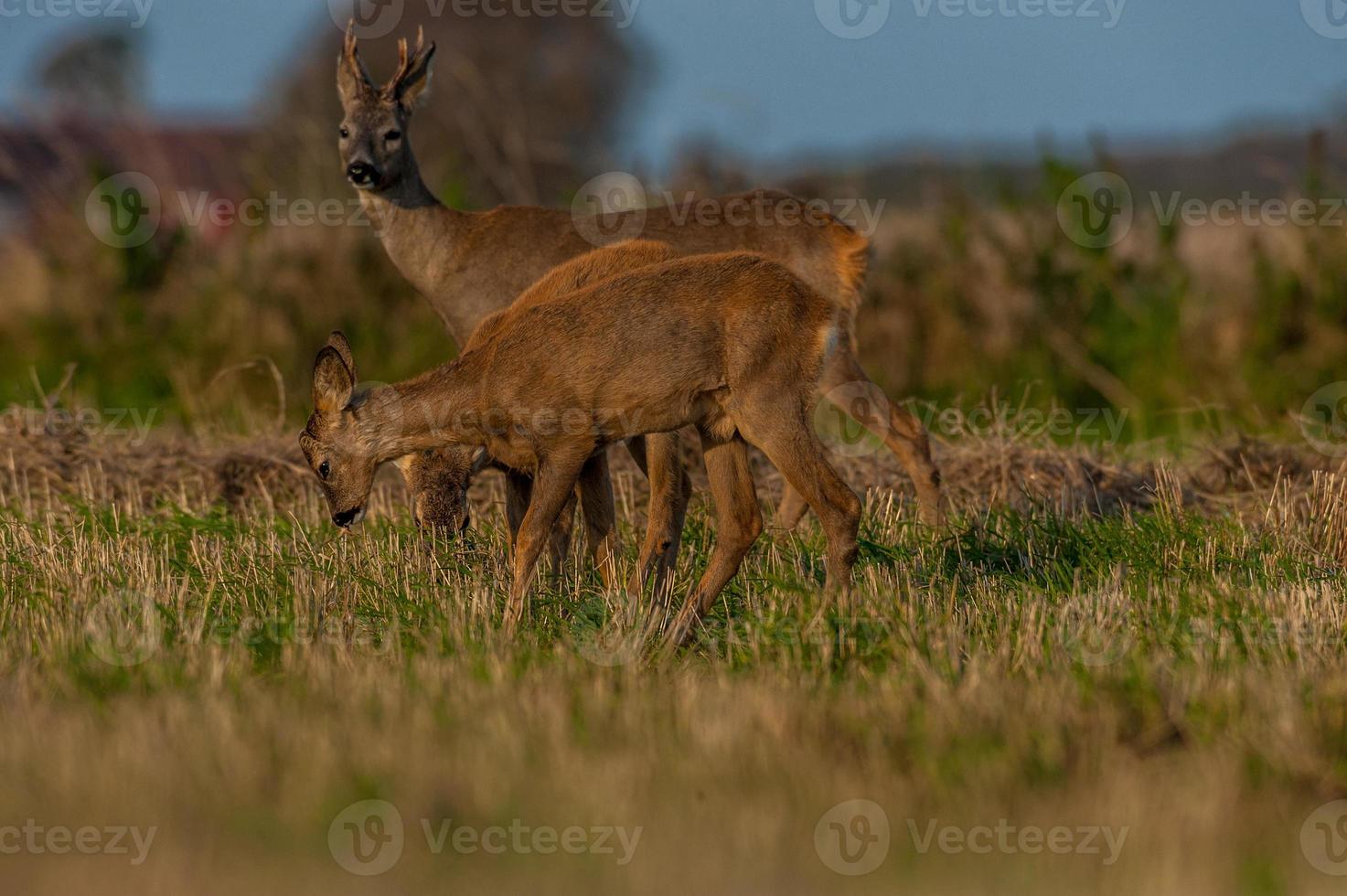 wild roe deer photo