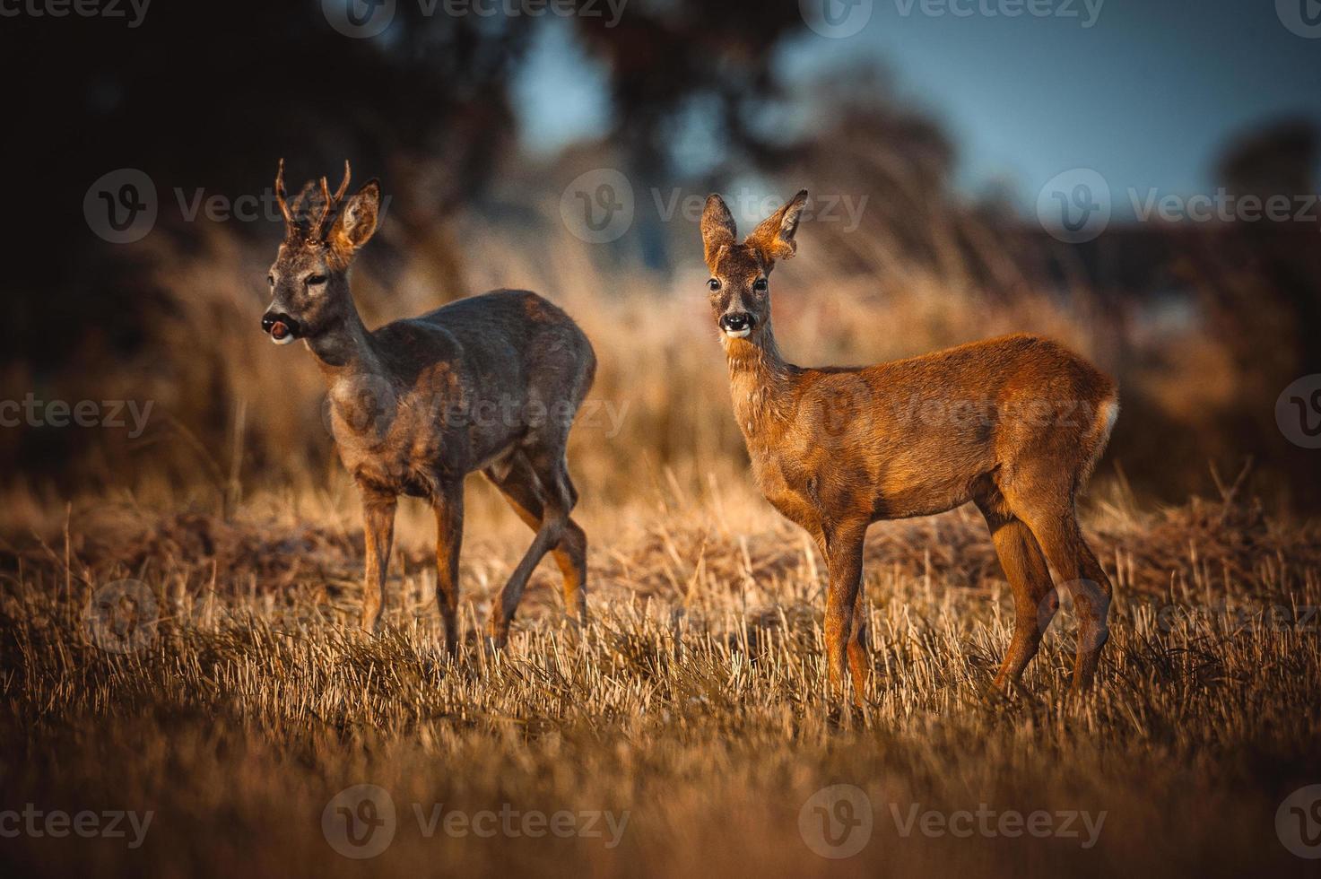 wild roe deer photo