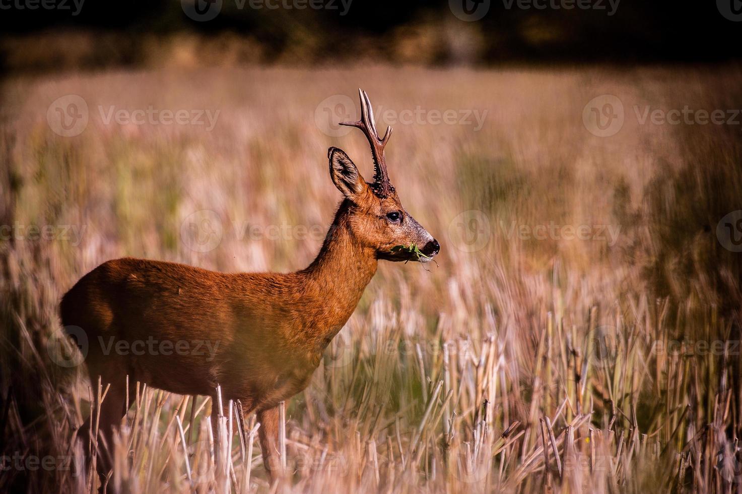 wild roe deer photo