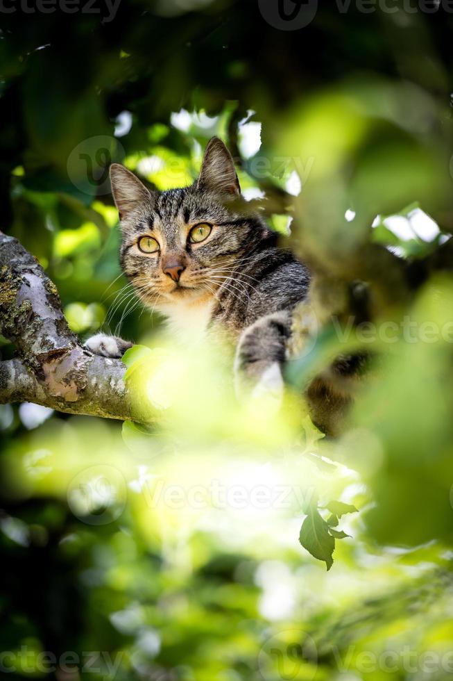 Cute Cat waiting on something photo