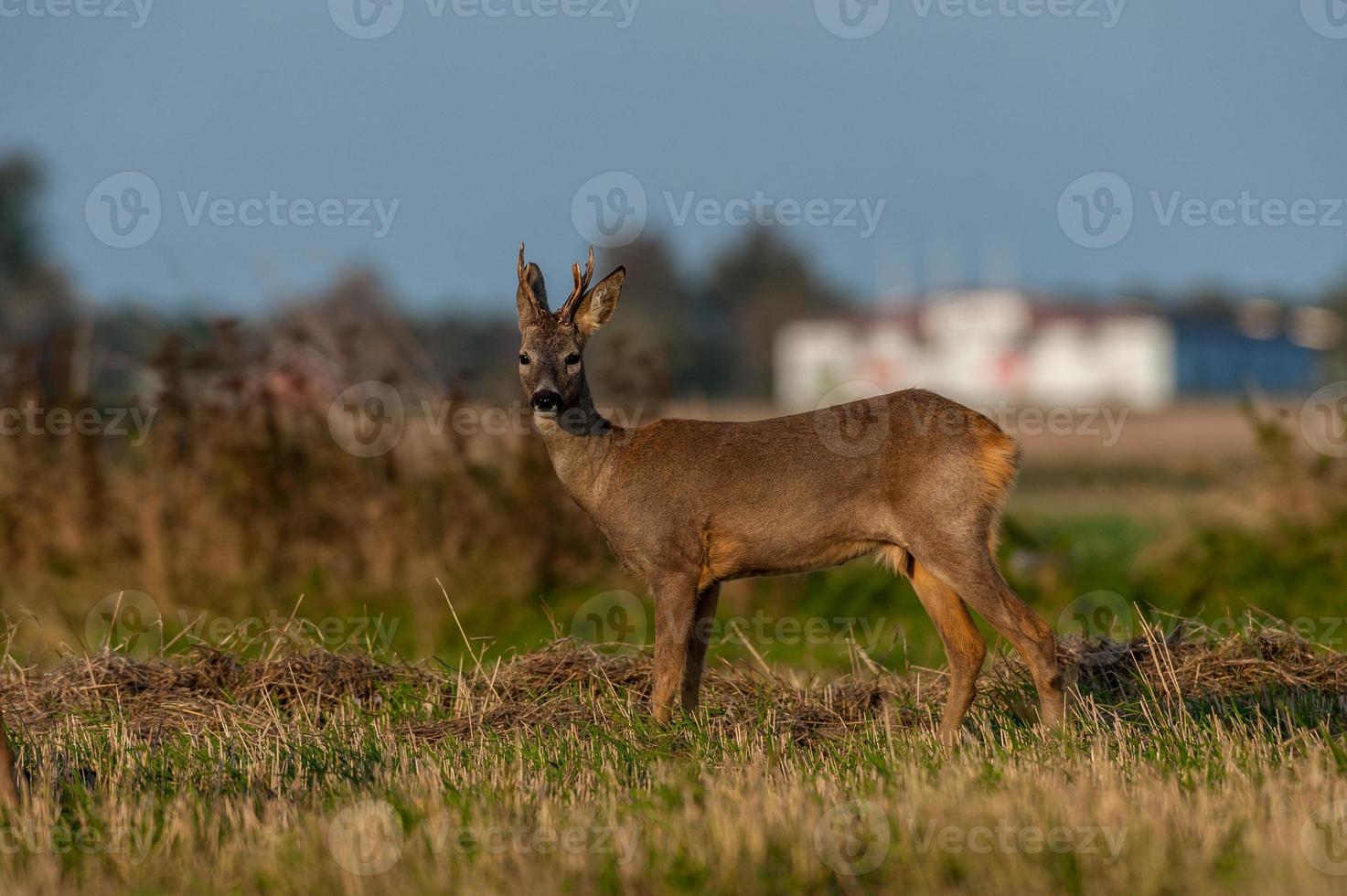 wild roe deer photo