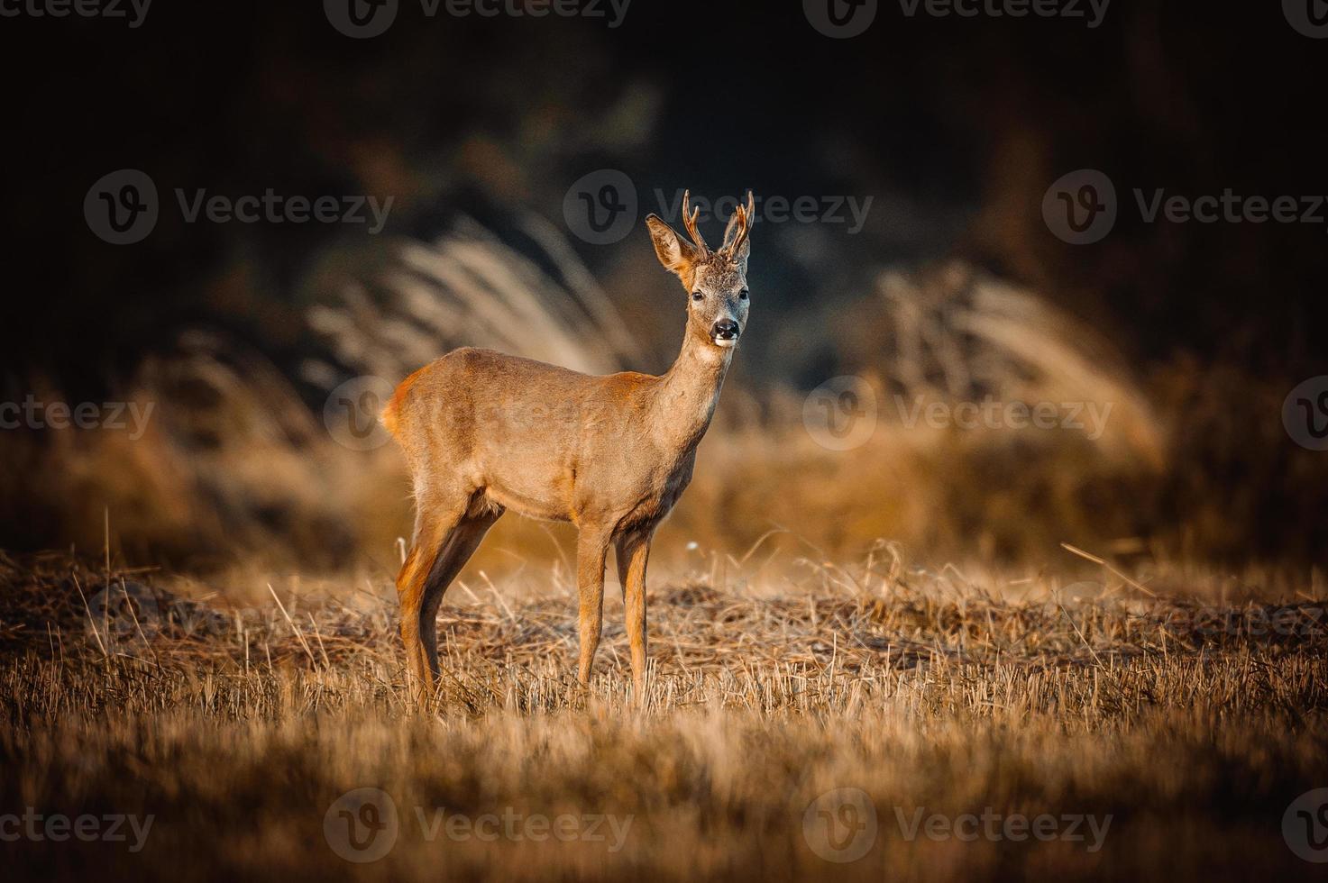 wild roe deer photo