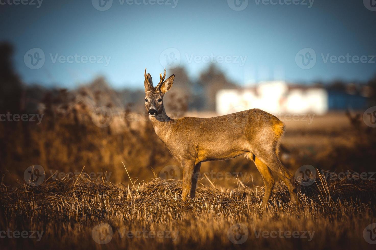 wild roe deer photo