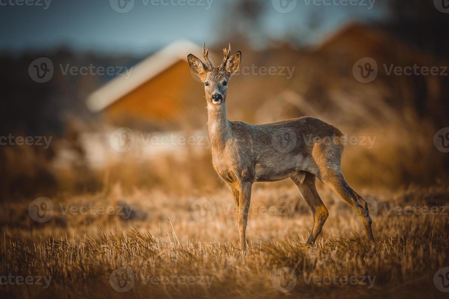 wild roe deer photo