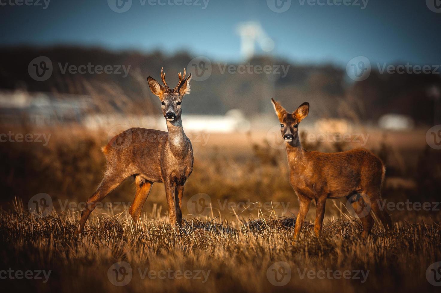 wild roe deer photo