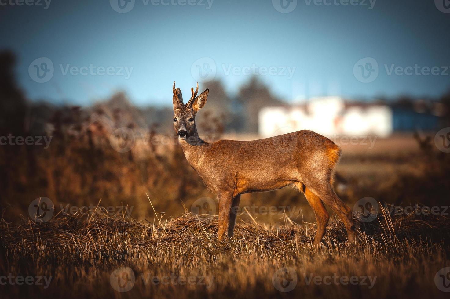 wild roe deer photo