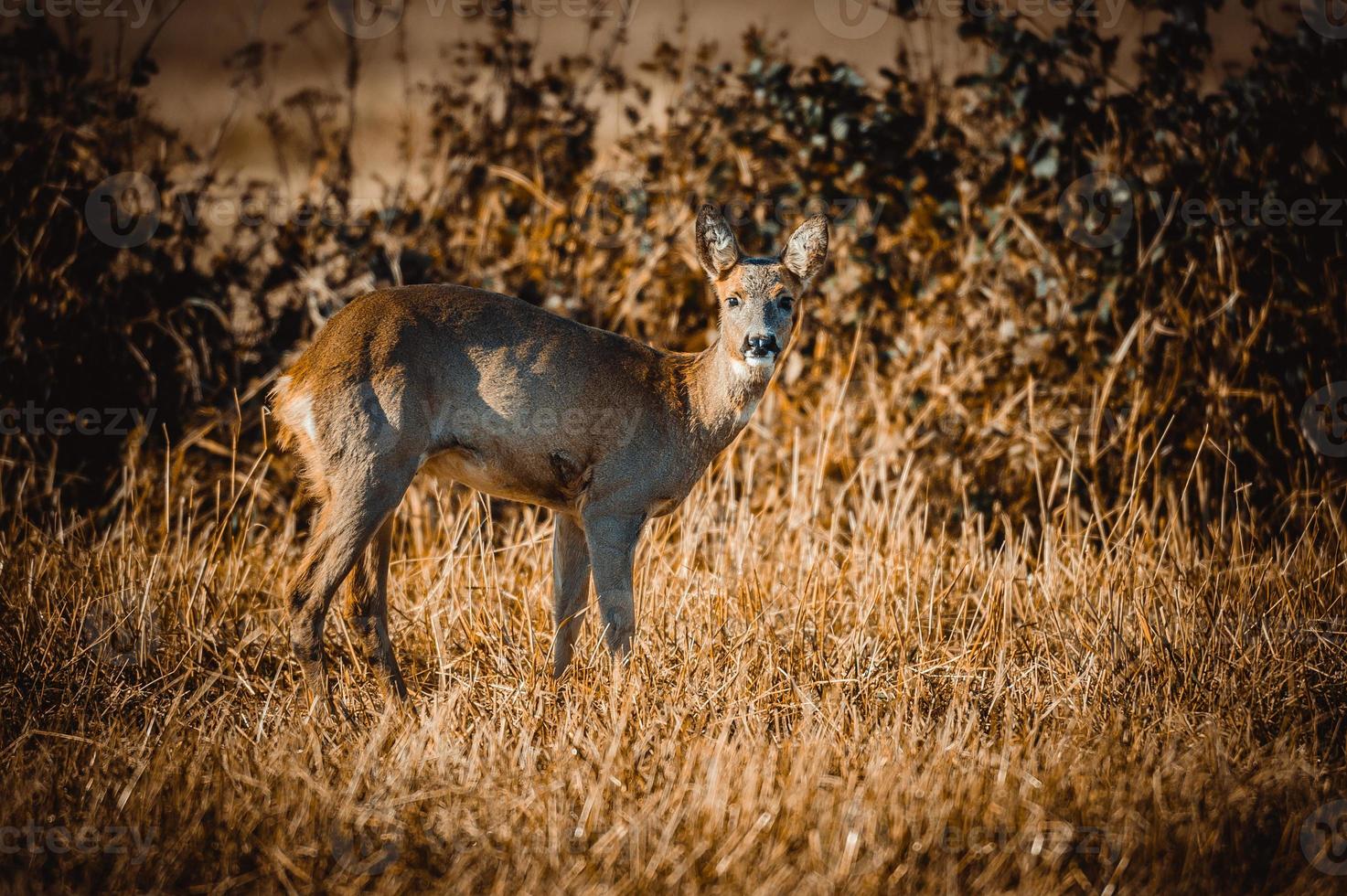 wild roe deer photo