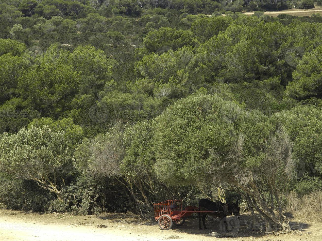 the spanish island mallorca photo