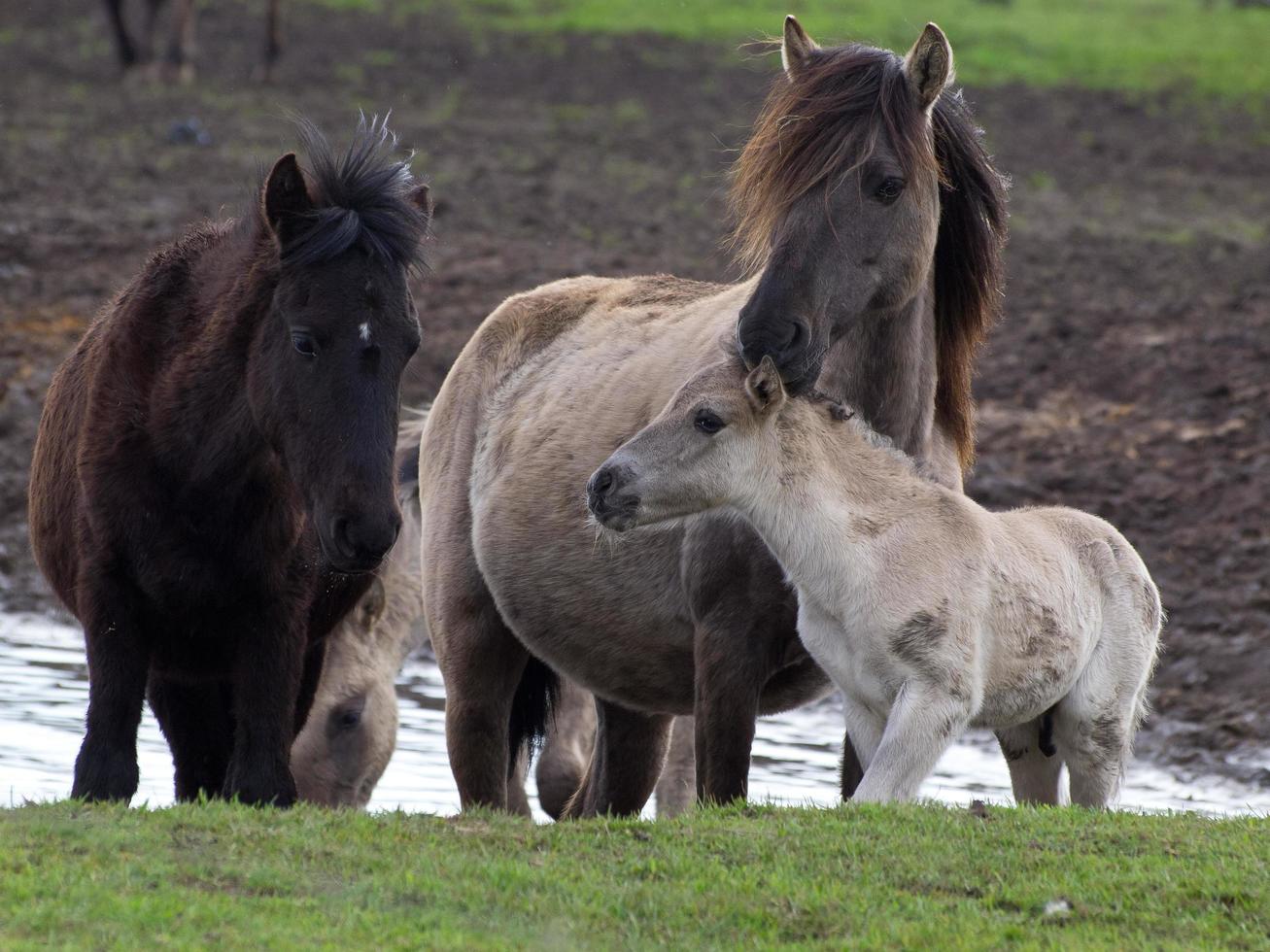 wid horses herd in germany photo