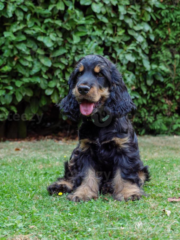 young cocker spaniel photo