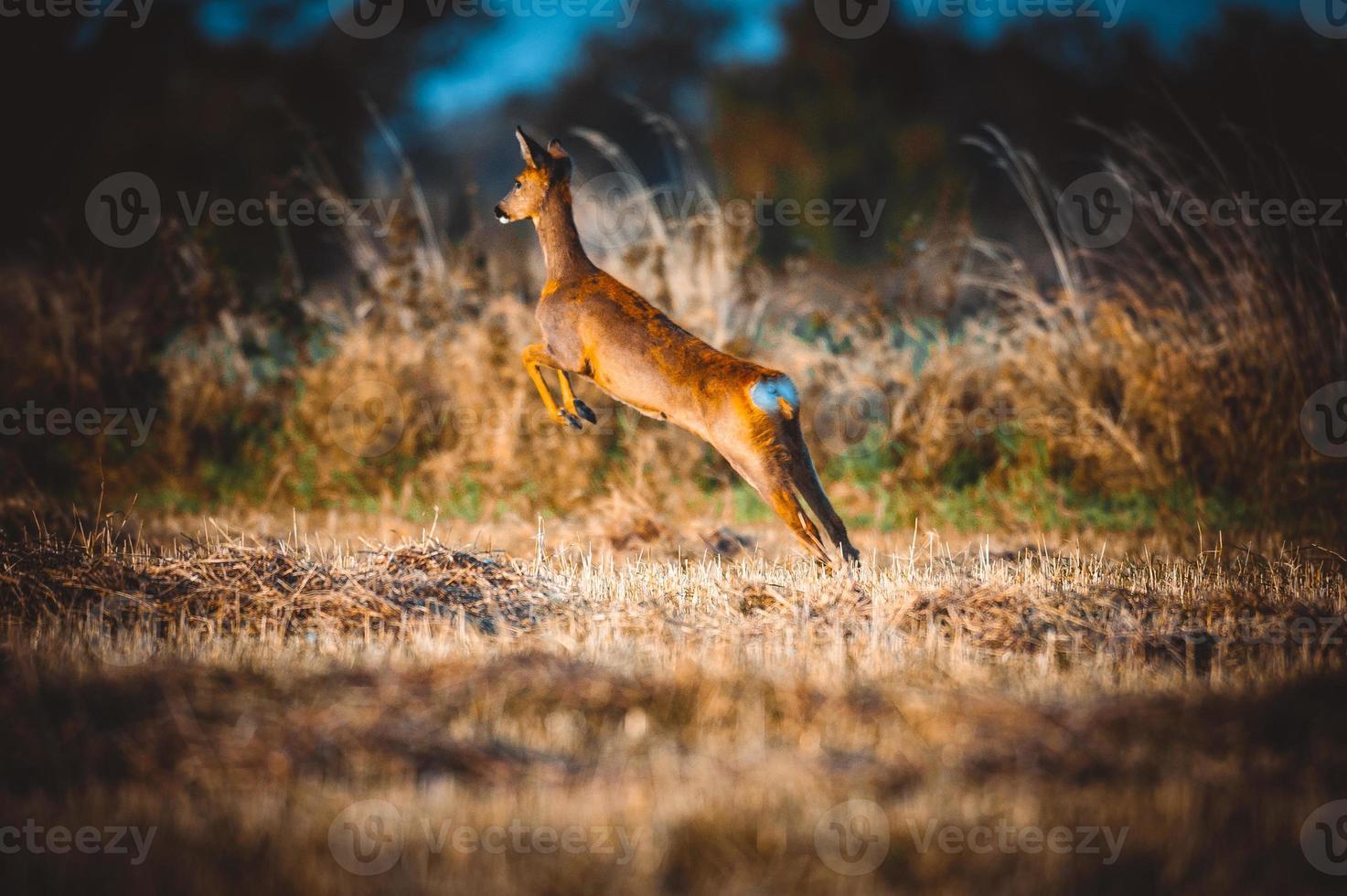 wild roe deer photo