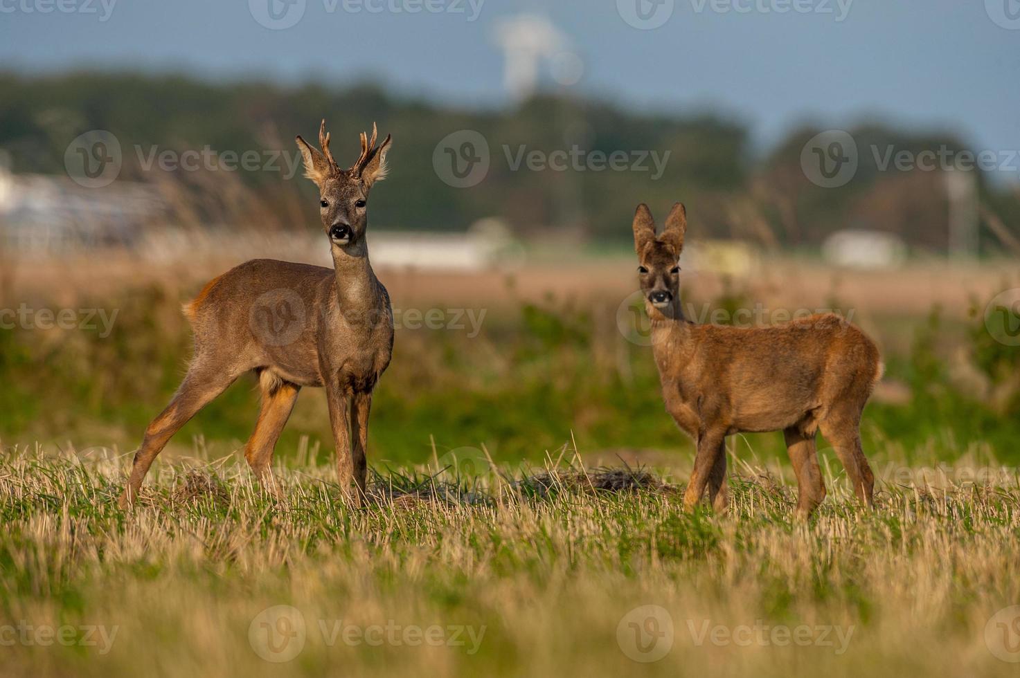 wild roe deer photo