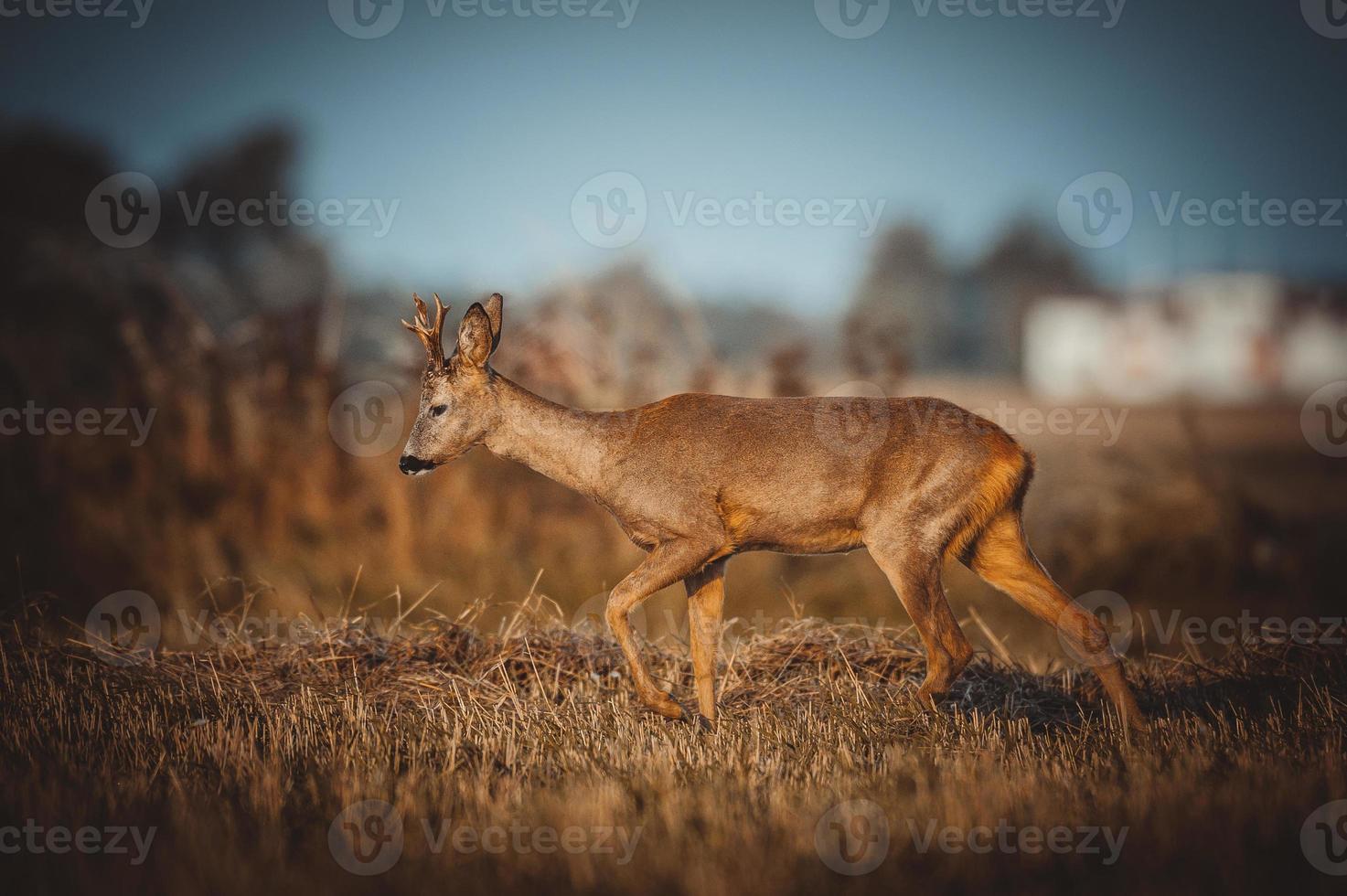 wild roe deer photo