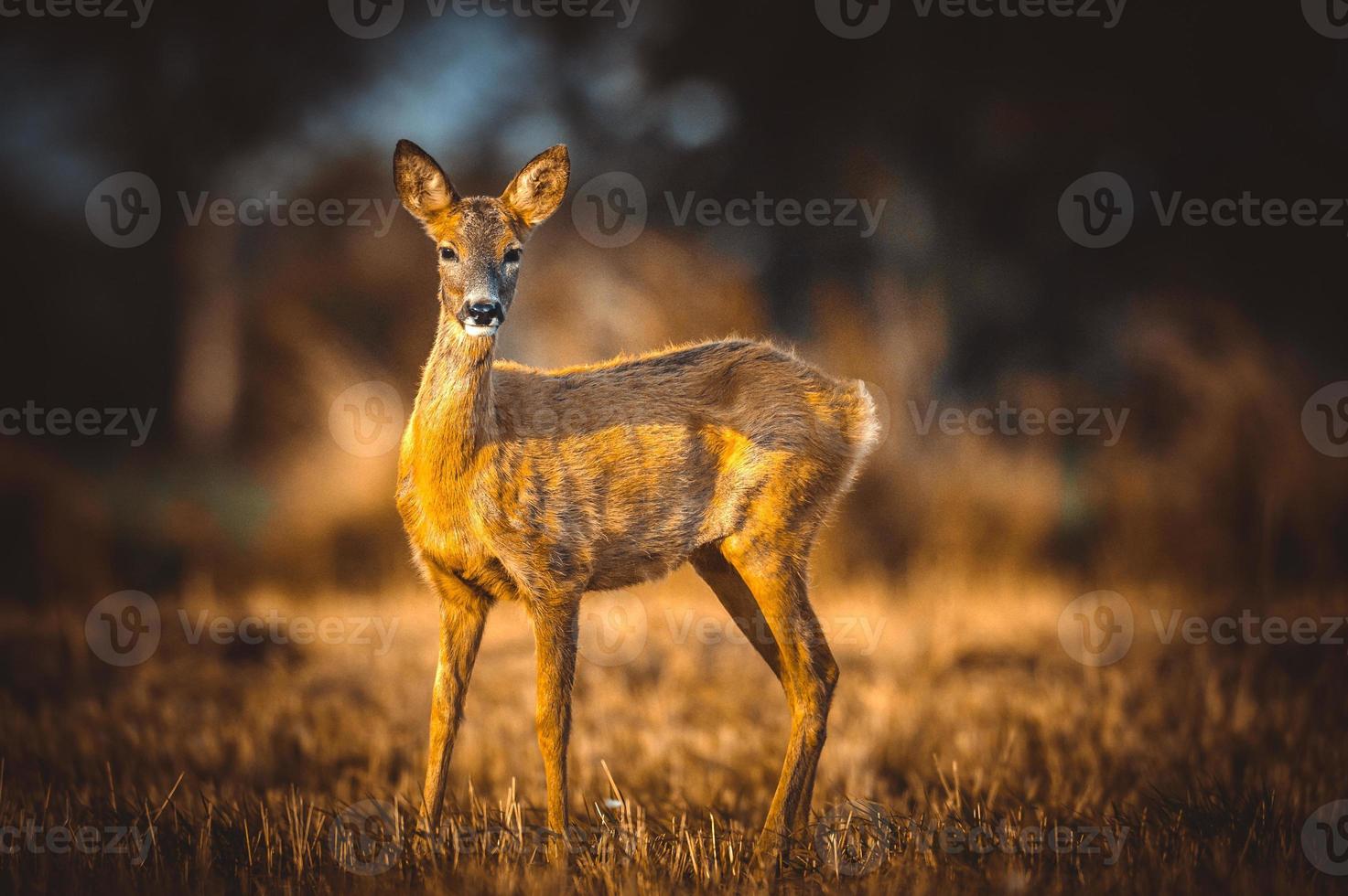 wild roe deer photo