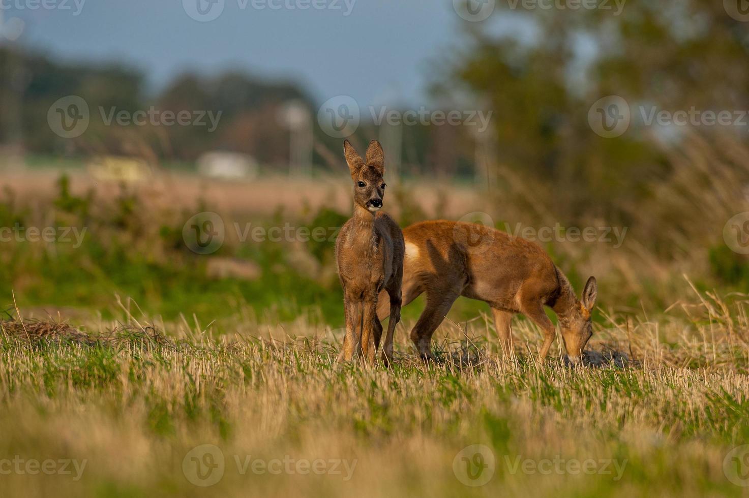 wild roe deer photo