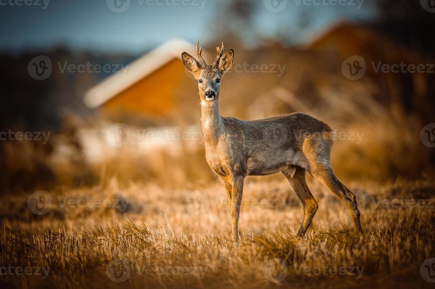 wild roe deer photo