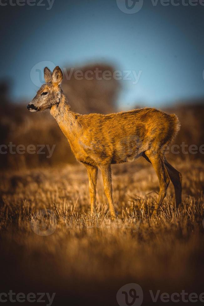 wild roe deer photo