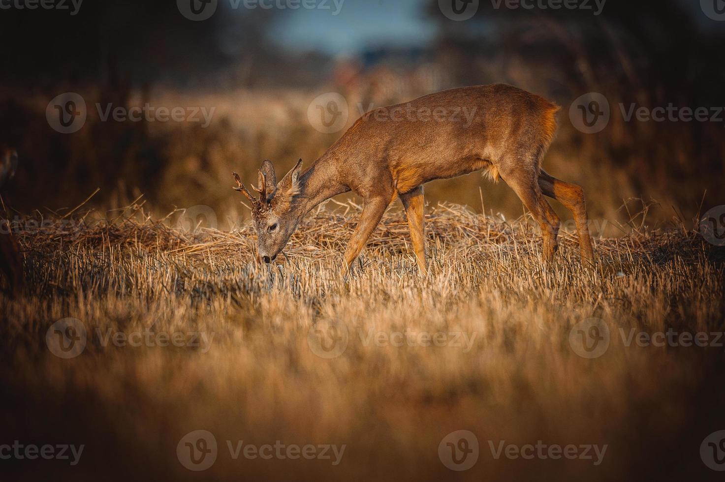 wild roe deer photo