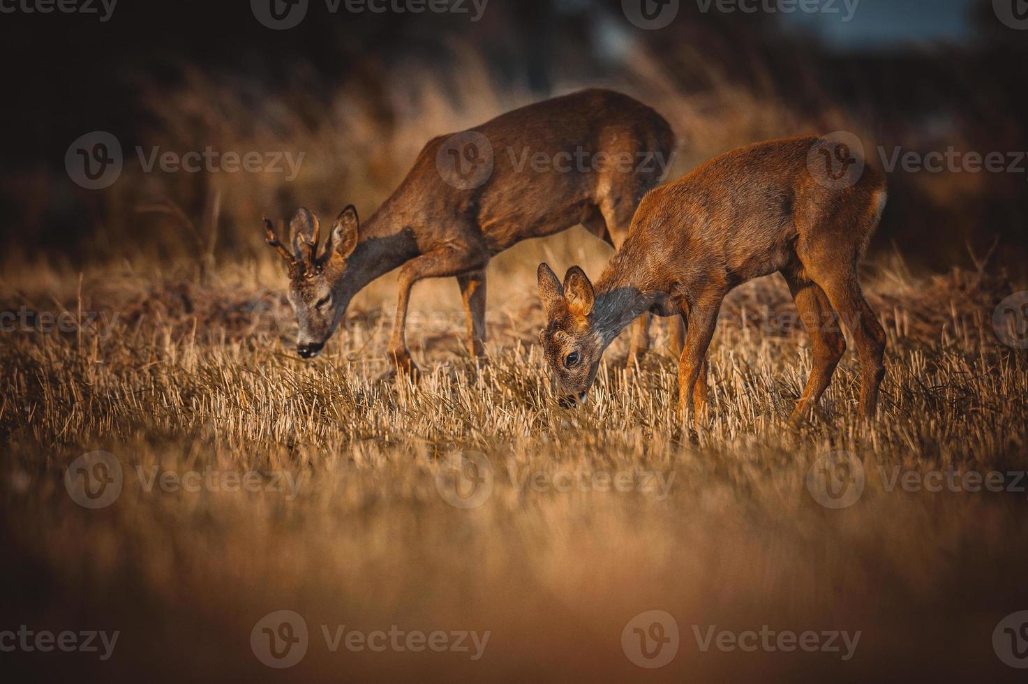 wild roe deer photo