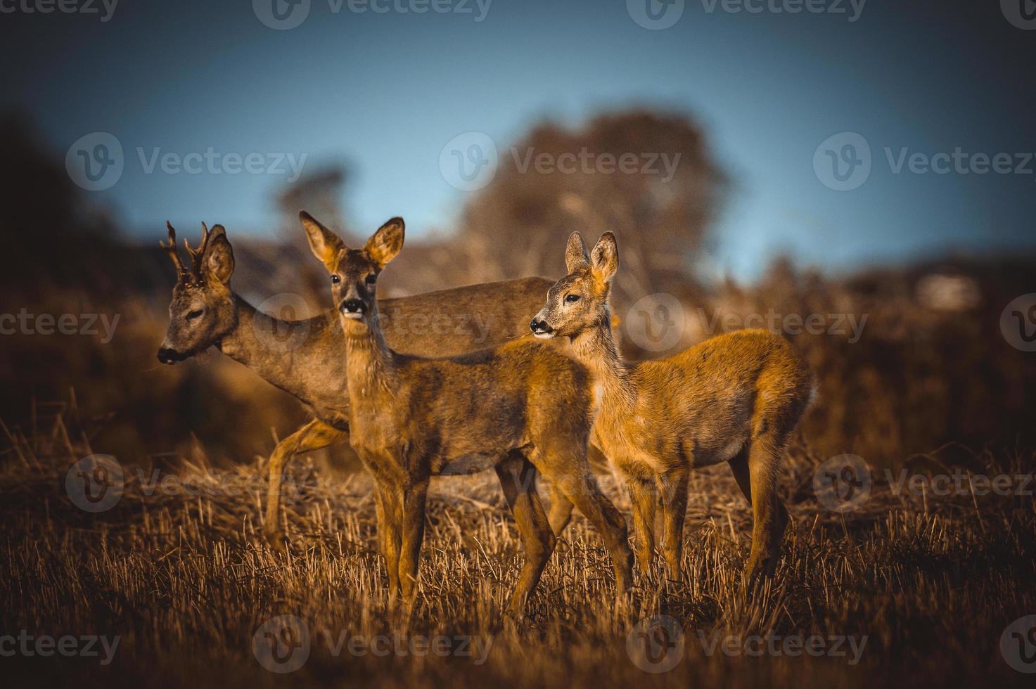 wild roe deer photo
