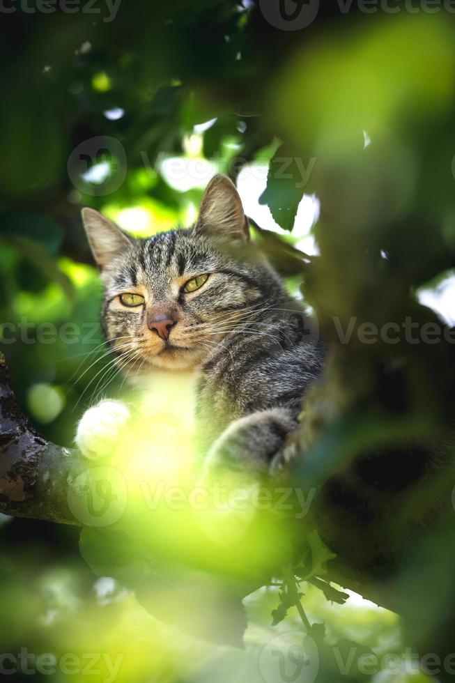 Cute Cat waiting on something photo