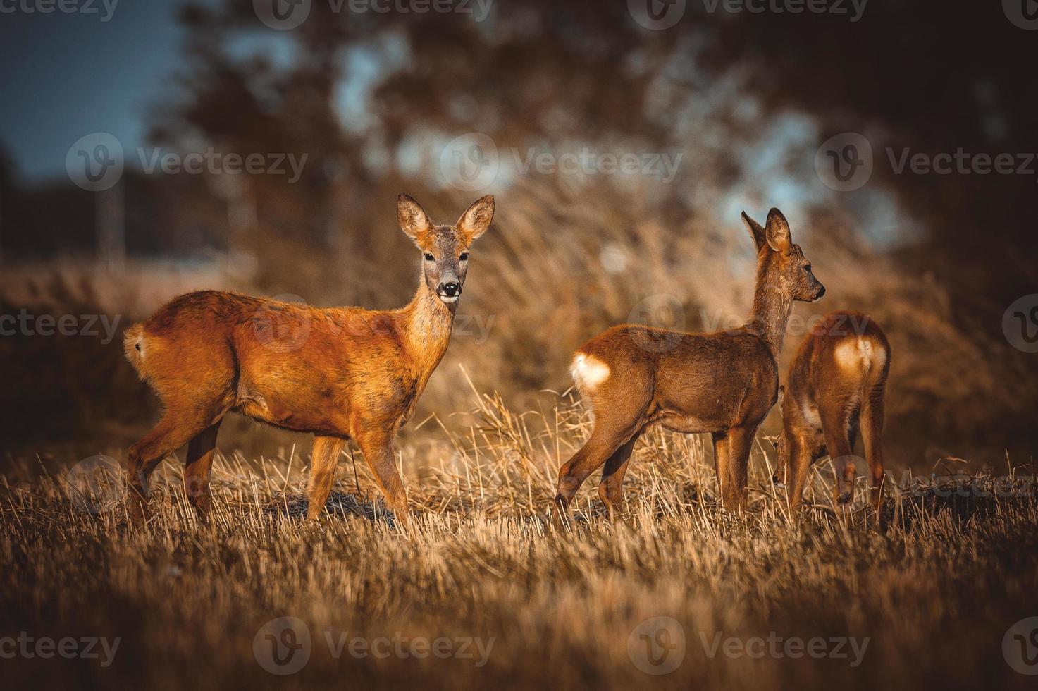 wild roe deer photo