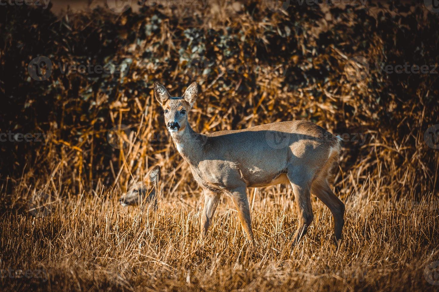 wild roe deer photo