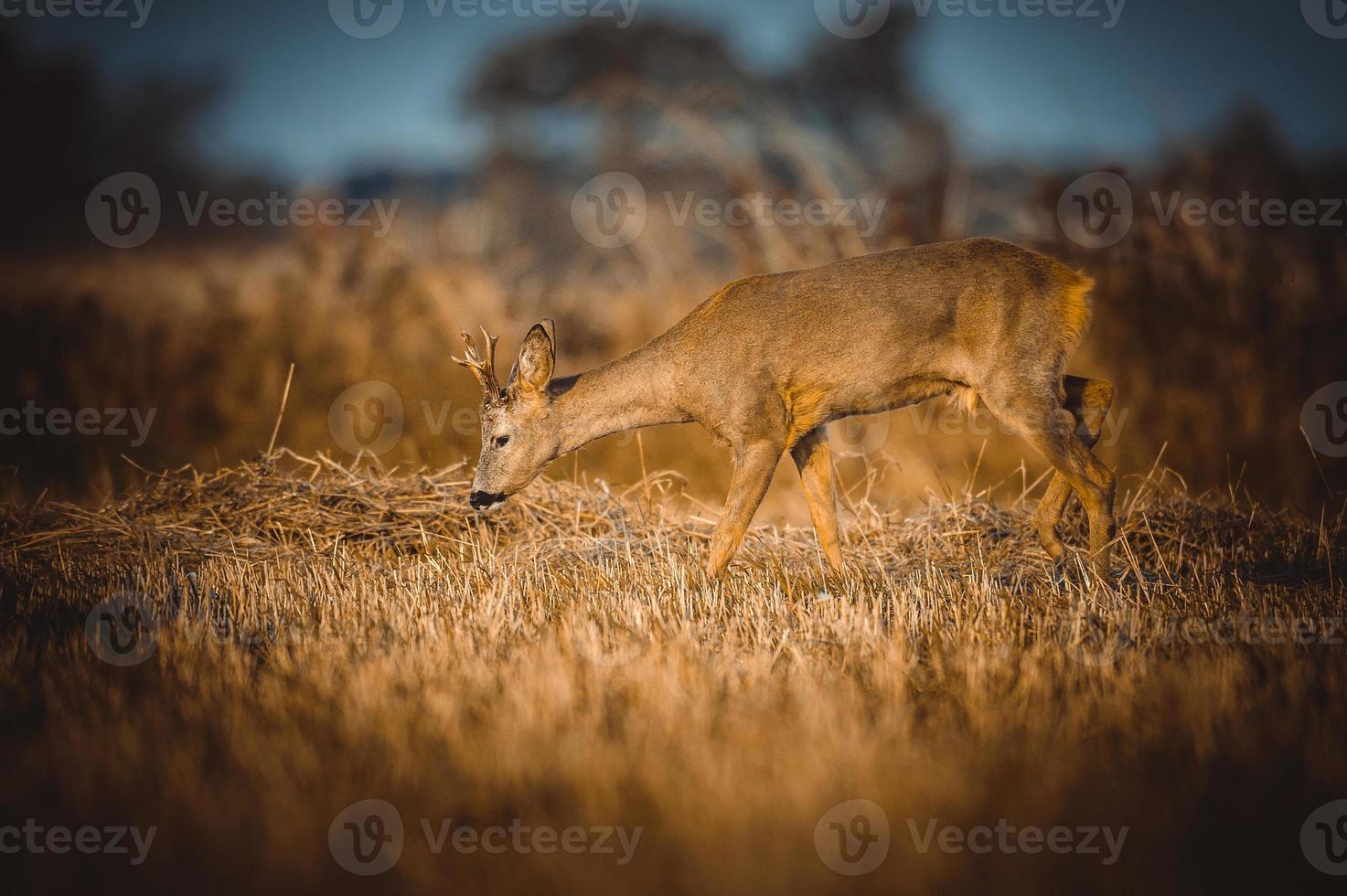wild roe deer photo