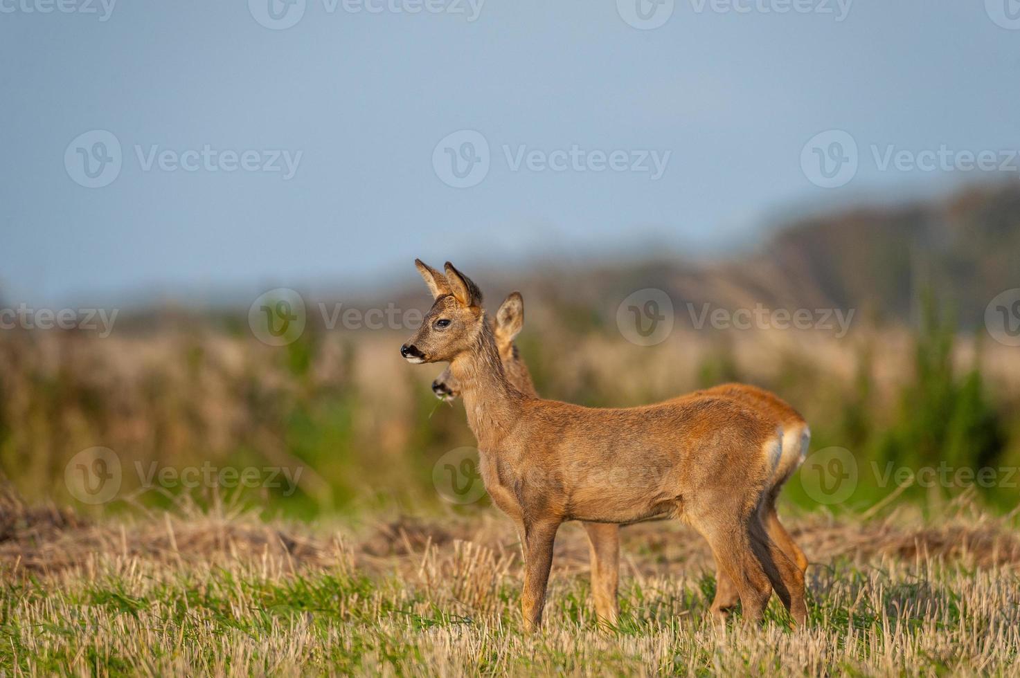 wild roe deer photo
