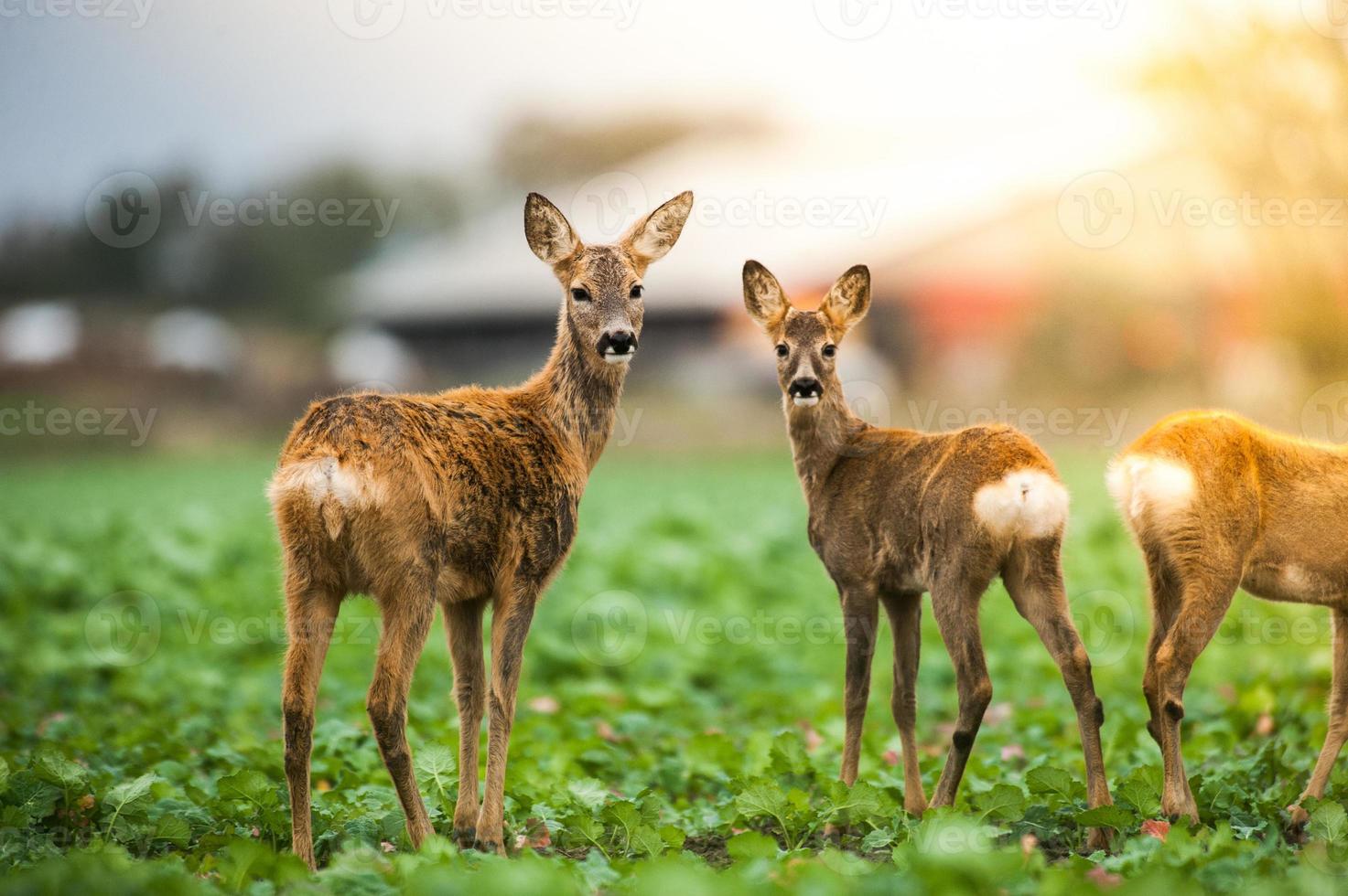 wild roe deer photo