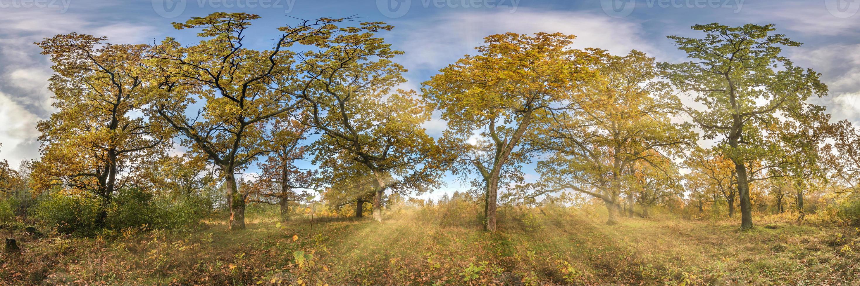 hermoso bosque otoñal o parque de robles con ramas torpes cerca del río en otoño dorado. panorama hdri con sol brillante brillando a través de los árboles. foto