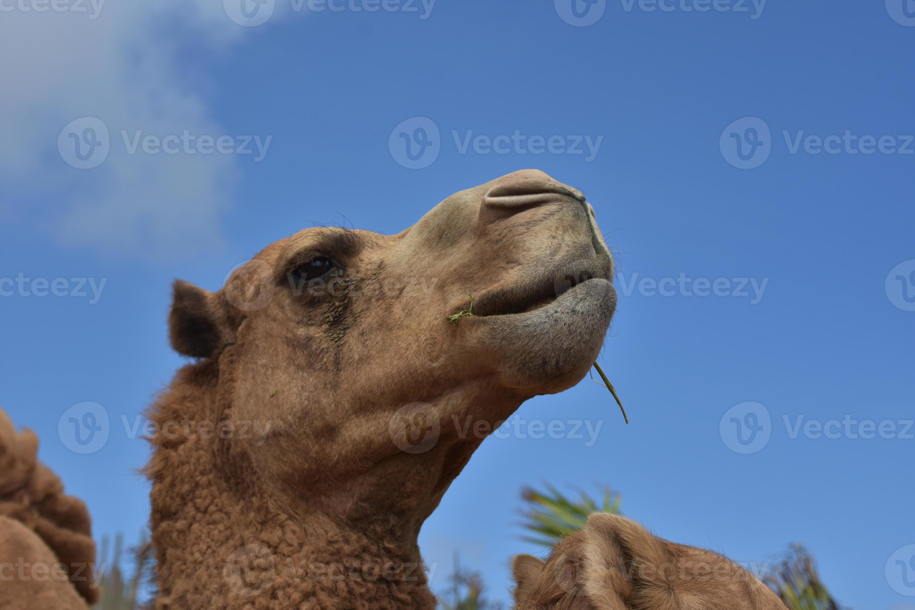 Camel with His Nose Up to the Sky 10921679 Stock Photo at Vecteezy