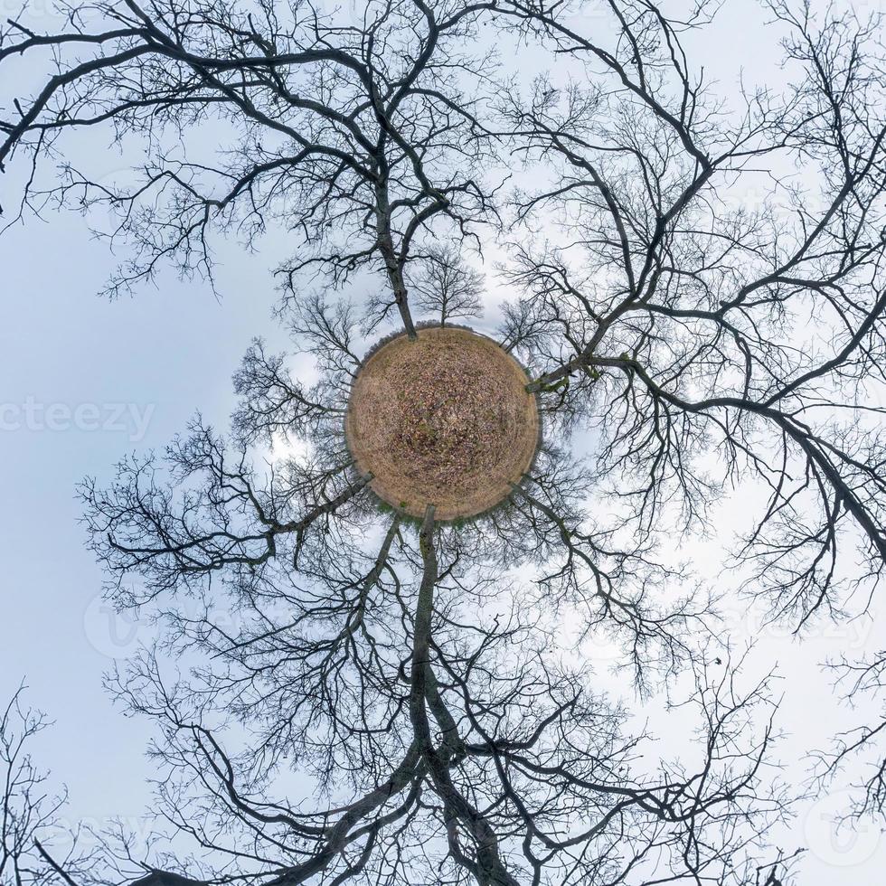 tiny planet transformation of spherical panorama 360 degrees. Spherical abstract aerial view in oak grove with clumsy branches in late fall autumn. Curvature of space. photo