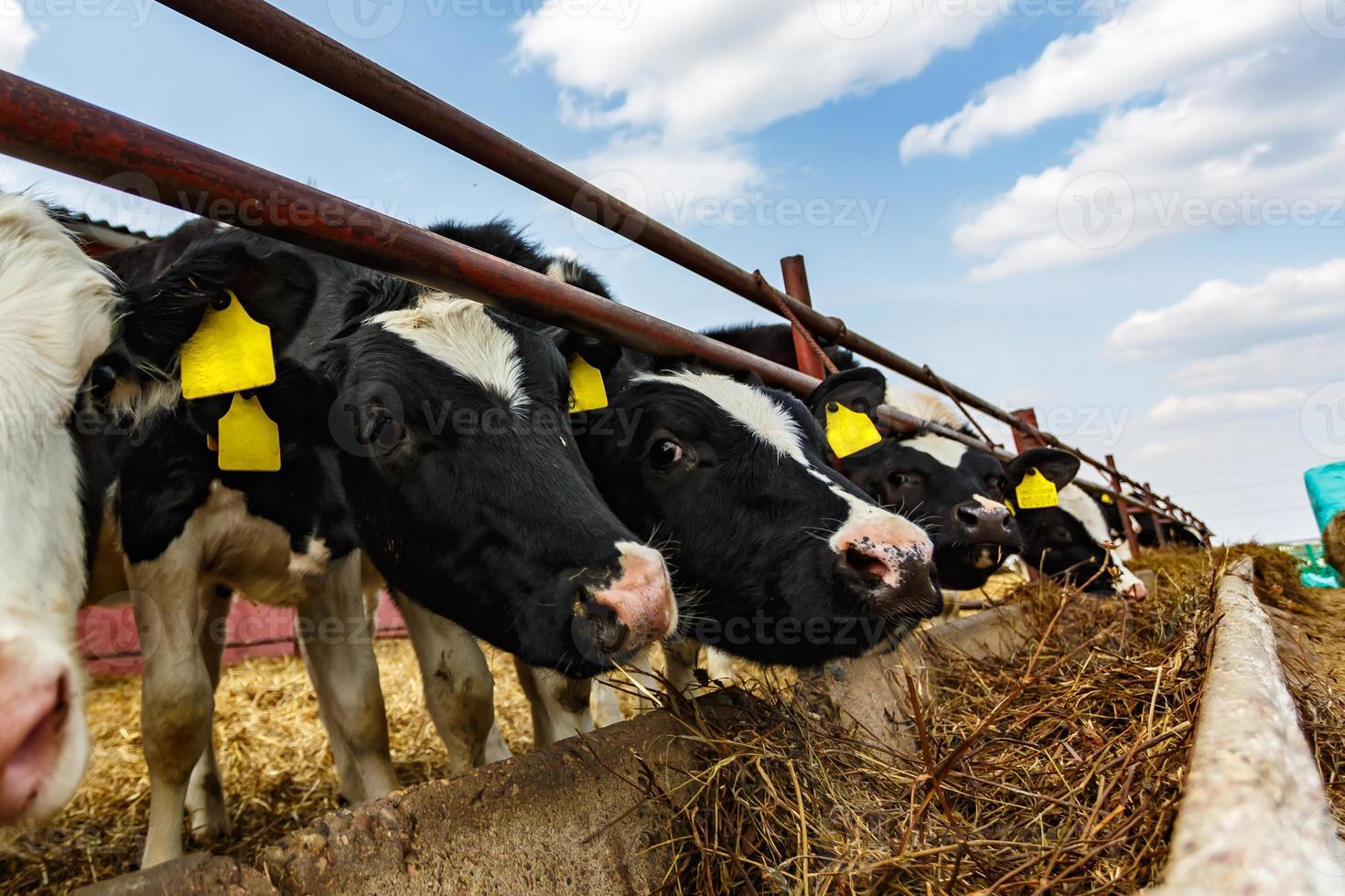 Breeding cows in free animal husbandry. Cowshed. Livestock cow farm. Herd of black white cows are looking at the camera with interest. photo