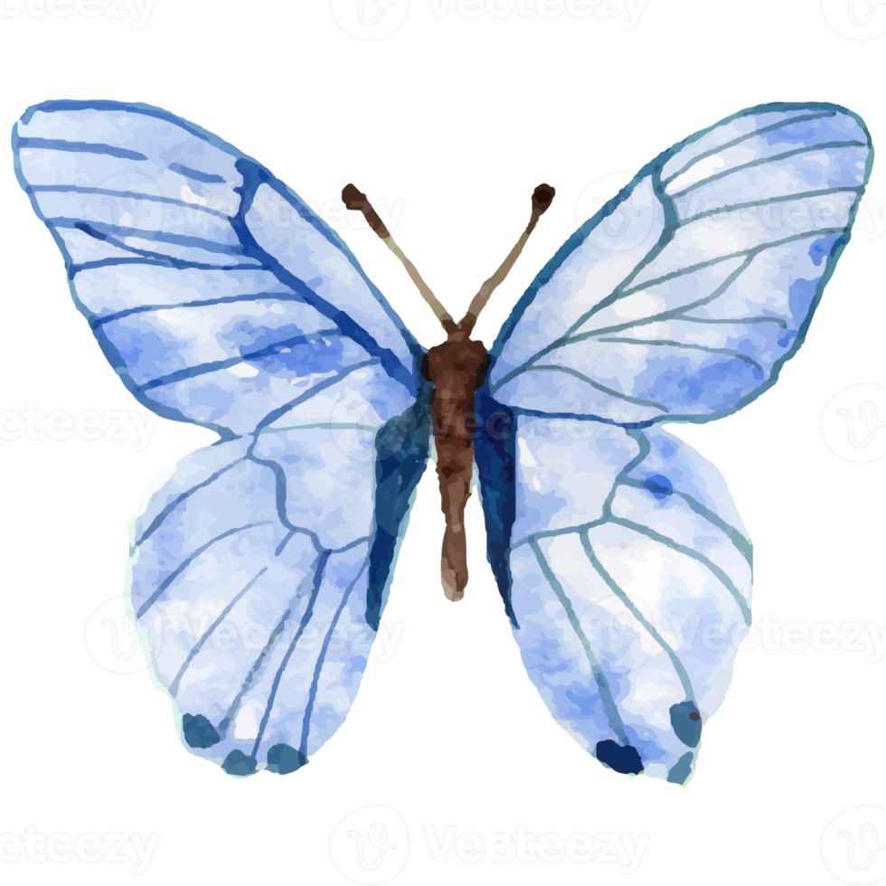 farfalla blu dell'acquerello png