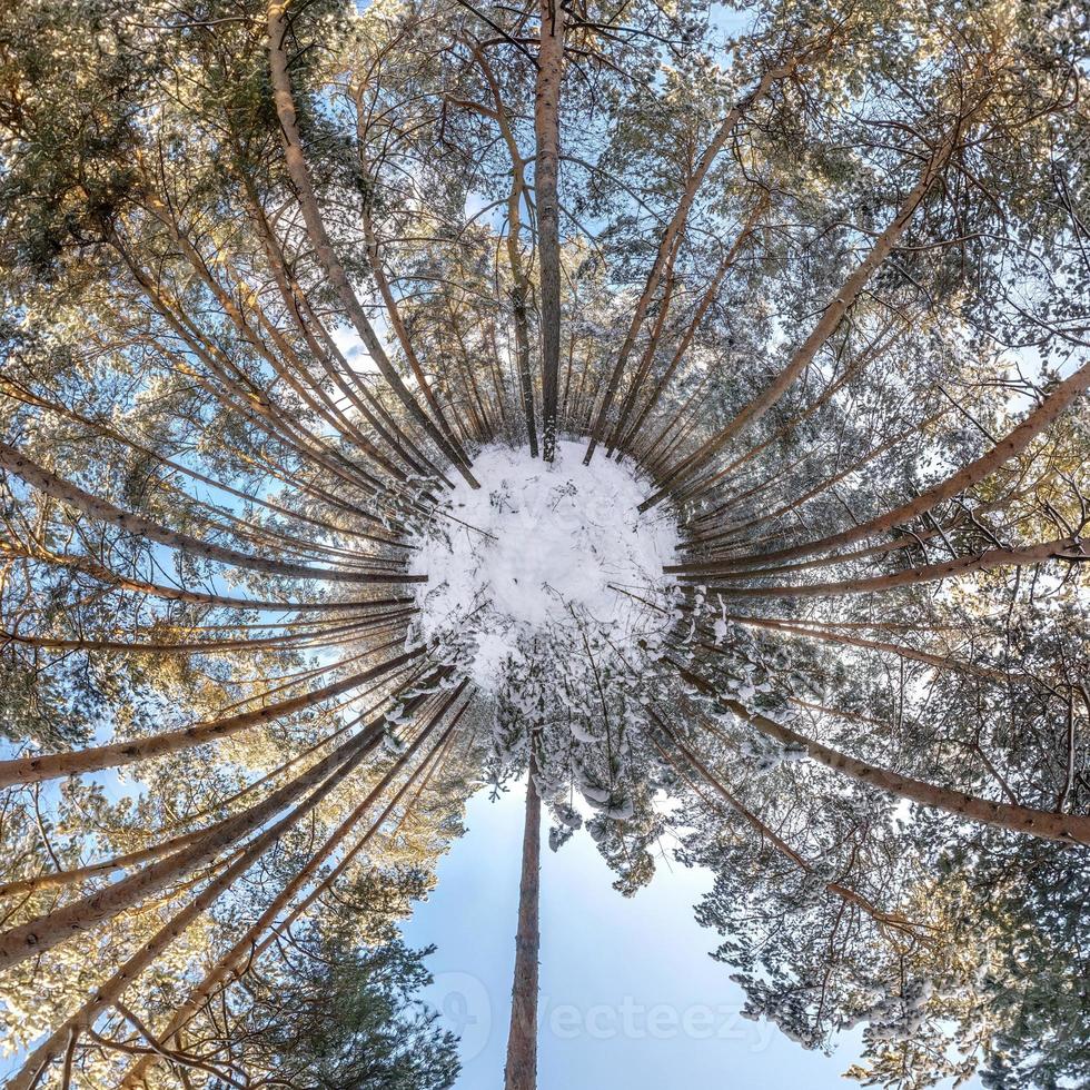Winter tiny planet in snow covered forest in blue sky. transformation of spherical panorama 360 degrees. Spherical abstract aerial view in forest. Curvature of space. photo