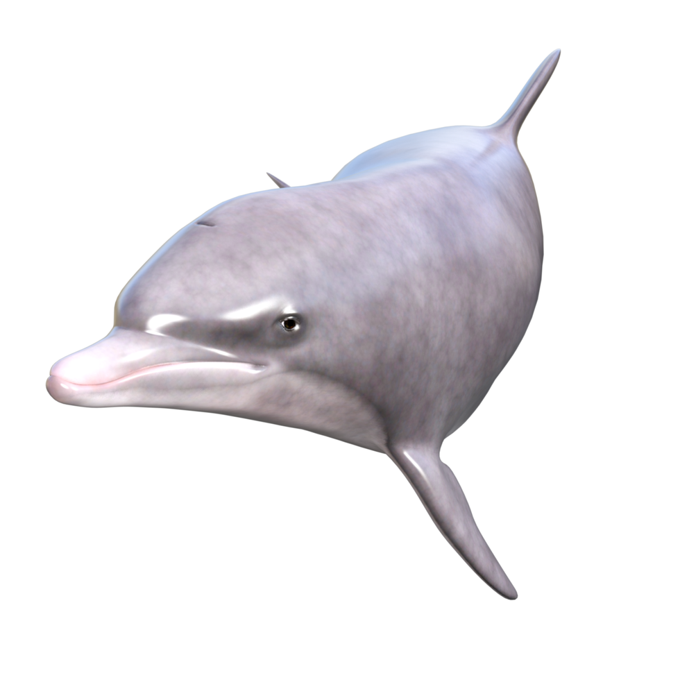 Dolphins with different poses png