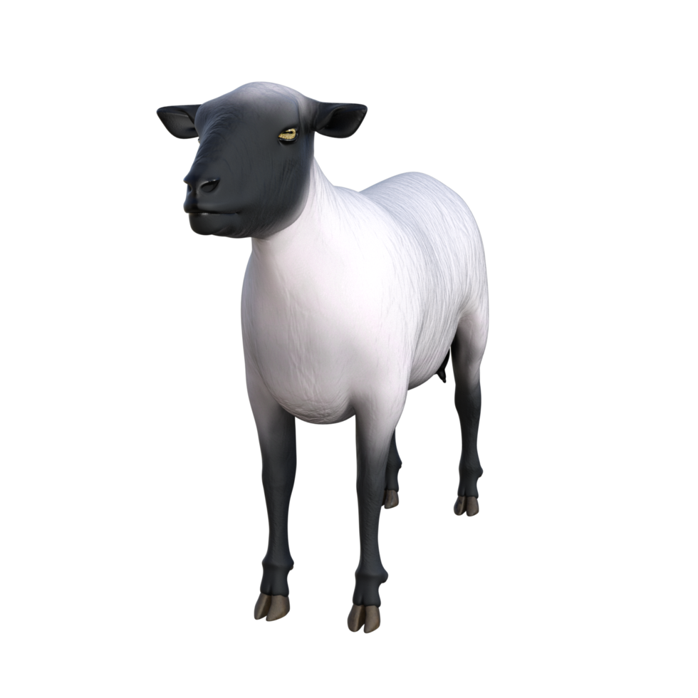 schapen 3d illustraties png