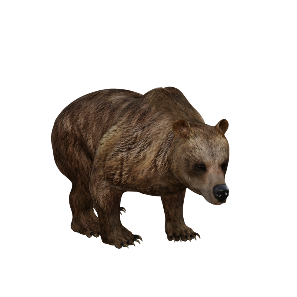 3d Illustration Bear png